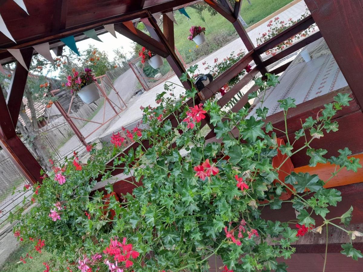 فندق Casa Alex Topliţa المظهر الخارجي الصورة